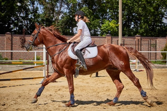 Horse Safari